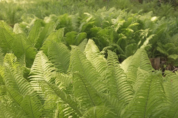 Groene fern als achtergrond — Stockfoto