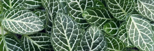 Fittonia albivenis Bodendeckerpflanze — Stockfoto