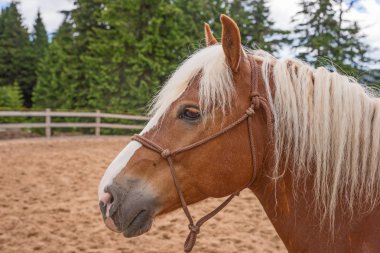 Haflinger ışık kahverengi at açık