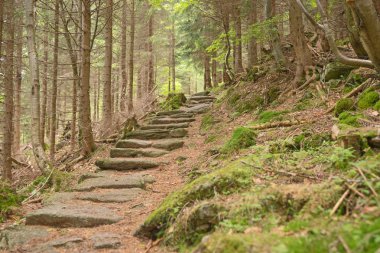 Taş izi bir iğne yapraklı orman