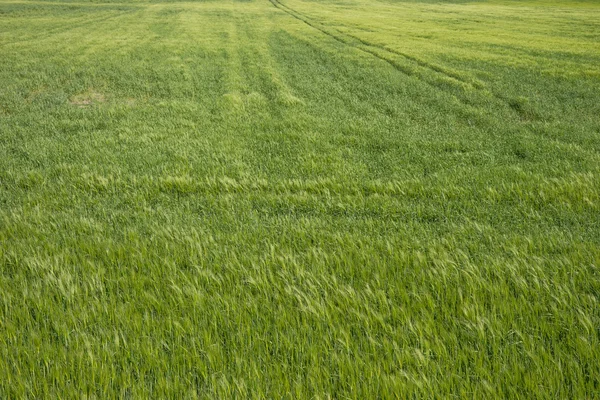 Paesaggio del campo di orzo — Foto Stock