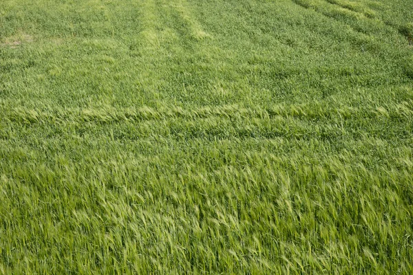 Landschaft des Gerstenfeldes — Stockfoto