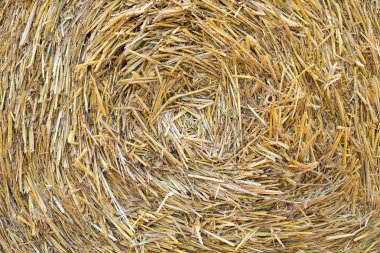 altın saman dokusu arkaplanı