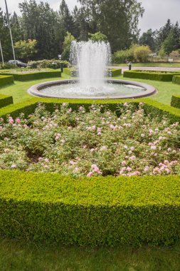 Evergreen Şimşir çit süslüyor bir gül bahçesi