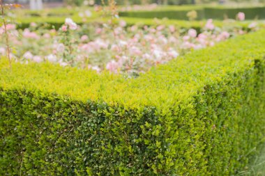 Evergreen Şimşir çit süslüyor bir gül bahçesi