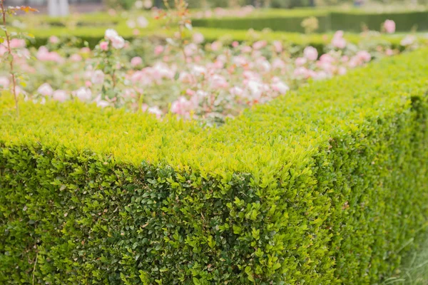 Evergreen Şimşir çit süslüyor bir gül bahçesi