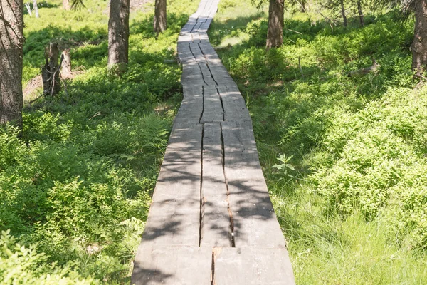 湿地以上木製遊歩道 — ストック写真