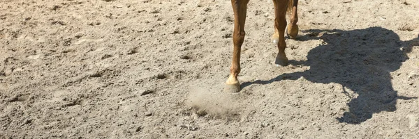 Horse when riding in the paddock — Stock Photo, Image