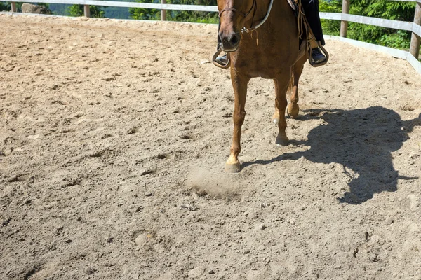 Лошадь во время езды в загоне — стоковое фото