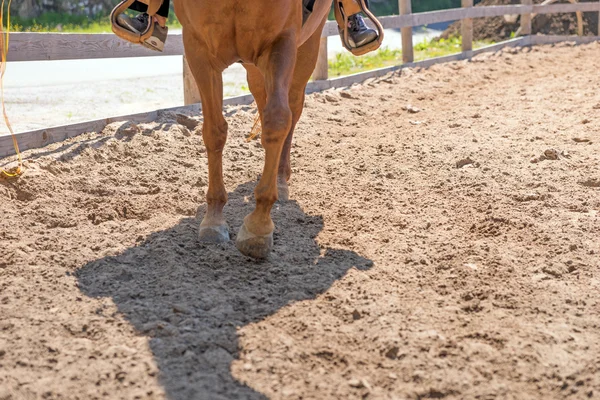 Лошадь во время езды в загоне — стоковое фото