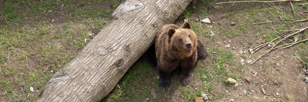 Brunbjörn, Ursus arctos — Stockfoto