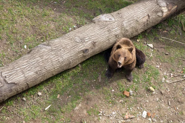 Brązowy niedźwiedź, Ursus arctos — Zdjęcie stockowe