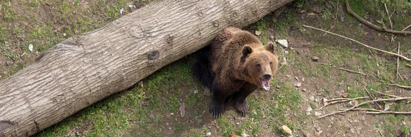 Brązowy niedźwiedź, Ursus arctos — Zdjęcie stockowe