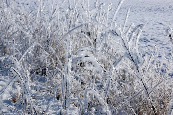 Winter background of frosty grass — Stock Photo, Image