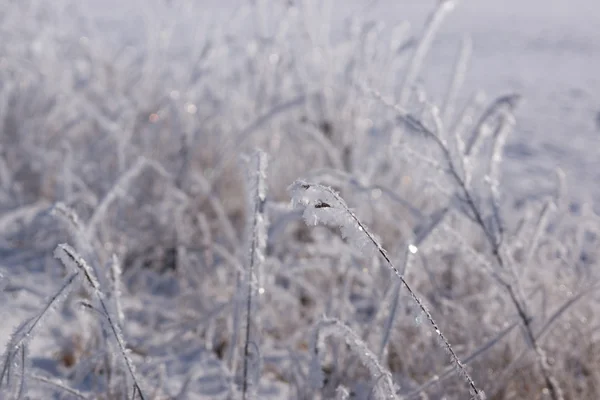 Winter background of frosty grass — Stock Photo, Image