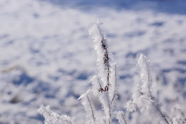 Vinter bakgrunden i frostigt gräs — Stockfoto