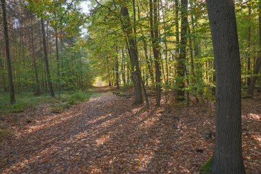 Sonbahar ormanının içinden geçen yol