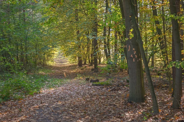 Vejen gennem efterårsskoven - Stock-foto