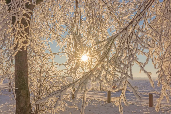 Soluppgång i skogen vinter — Stockfoto