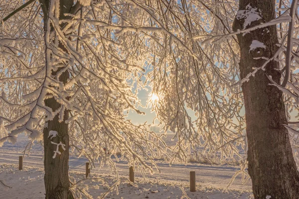 Salida del sol en el bosque de invierno —  Fotos de Stock