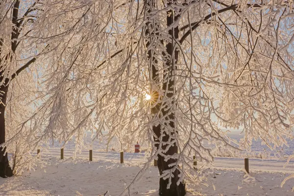 Sonnenaufgang im Winterwald — Stockfoto