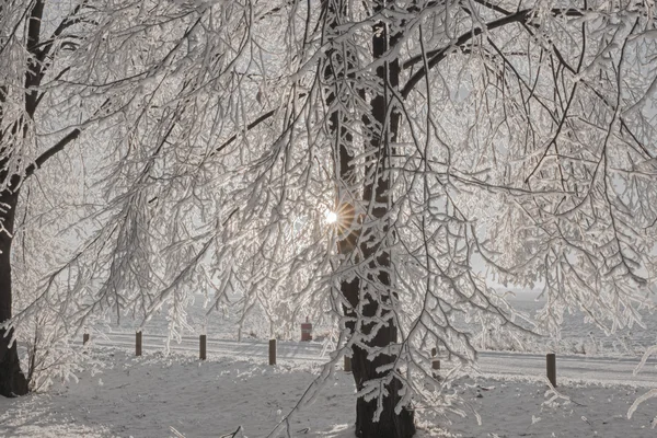 Salida del sol en el bosque de invierno — Foto de Stock