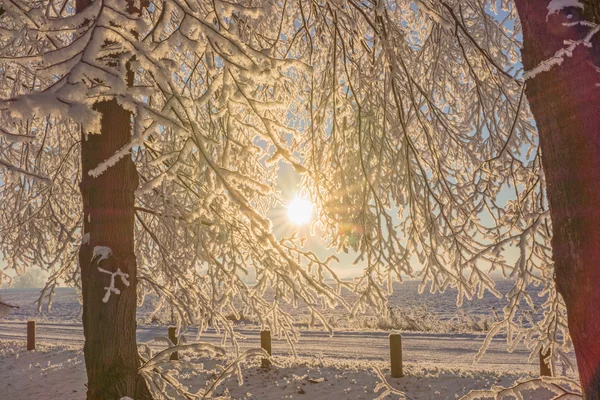 Východ slunce v zimním lese — Stock fotografie