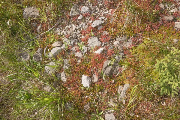 自然石と苔の絨毯 — ストック写真