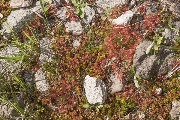 Natuurlijke tapijt van mos met stenen — Stockfoto