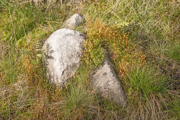 Natuurlijke tapijt van mos met stenen — Stockfoto