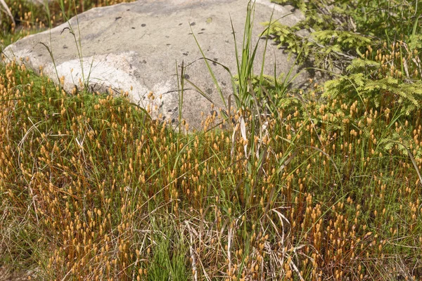 天然的苔藓地毯与石头 — 图库照片
