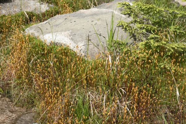 Alfombra natural de musgo con piedras —  Fotos de Stock