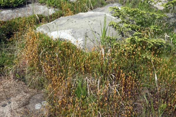 Alfombra natural de musgo con piedras —  Fotos de Stock