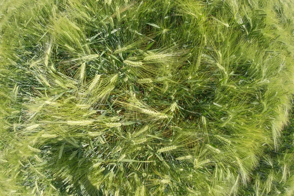 Jęczmień zielony pole z góry — Zdjęcie stockowe