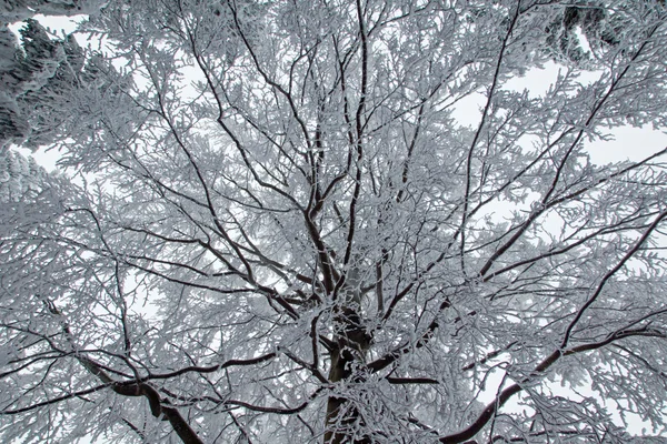 Ramas cubiertas de nieve en el bosque — Foto de Stock