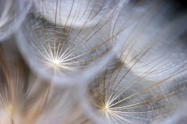 karahindiba arka plan