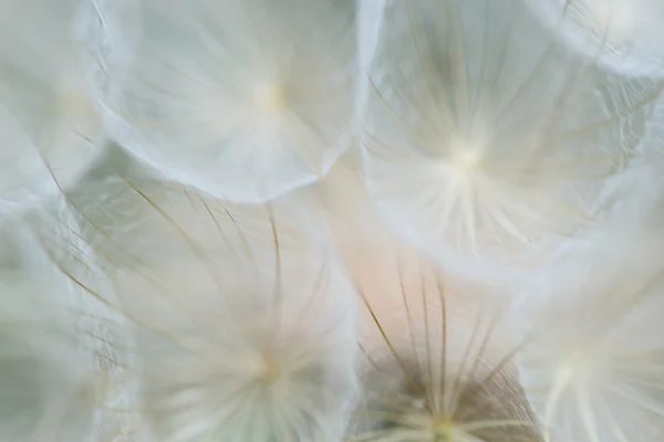 Dandelion fundo abstrato — Fotografia de Stock