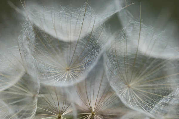 Diente de león fondo abstracto — Foto de Stock