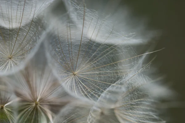 Diente de león fondo abstracto — Foto de Stock