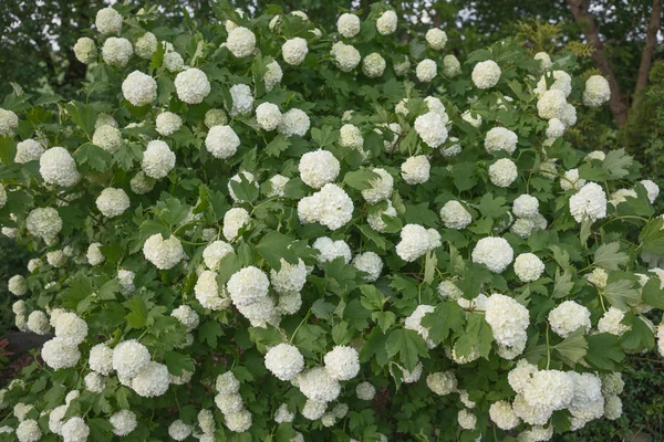 Вибурнум Розеум расцвел красивыми белыми цветами — стоковое фото
