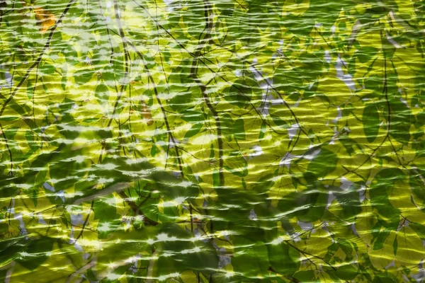 Folhas verdes refletidas na água — Fotografia de Stock