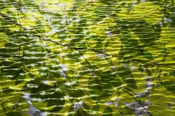 Зелене листя, відображене на воді — стокове фото