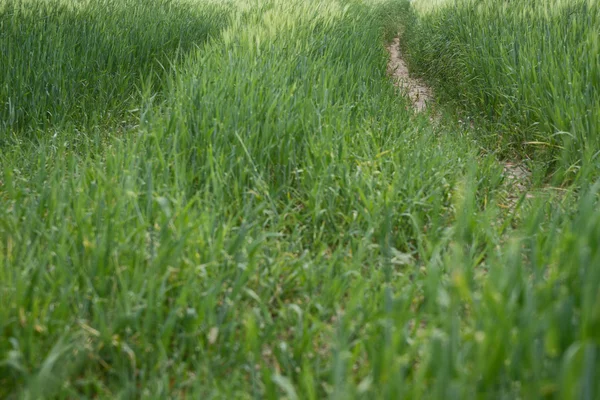 Farm track through green field in spring — Stock Photo, Image