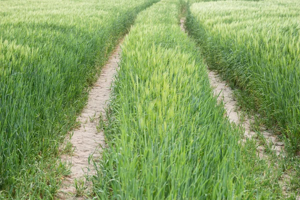 Farm track through green field in spring — Stock Photo, Image