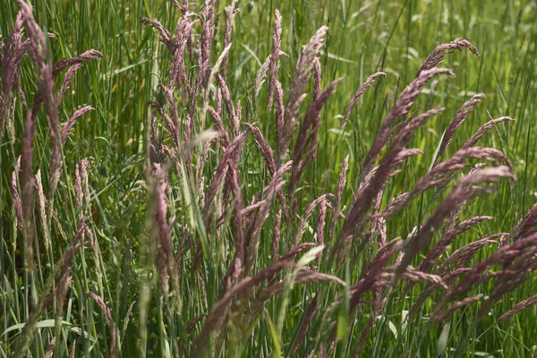가까이 있는 푸른 풀 밭 — 스톡 사진