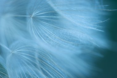 karahindiba arka plan