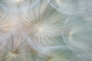 karahindiba arka plan