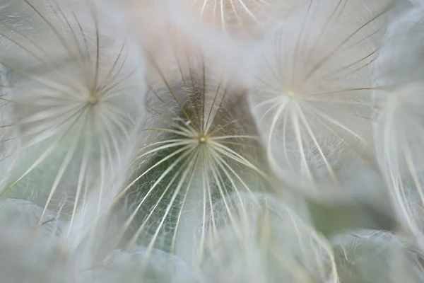 Dandelion fundo abstrato — Fotografia de Stock