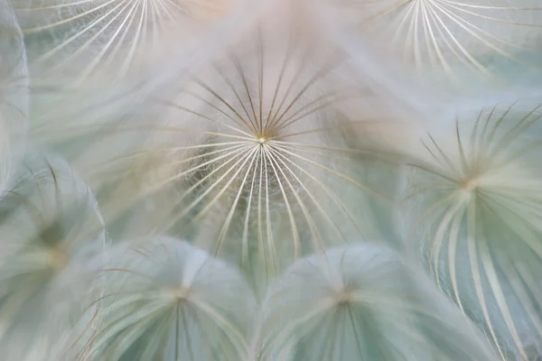 Diente de león fondo abstracto — Foto de Stock