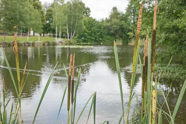 Lago en el parque de verano — Foto de Stock